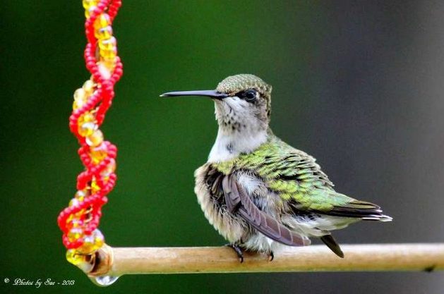 Linda-Sue-Mohrmann Attract Hummingbirds