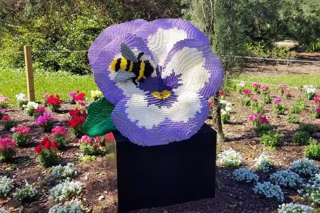 Nature Connects Pansy