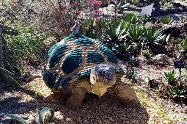 Nature Connects Tortoise
