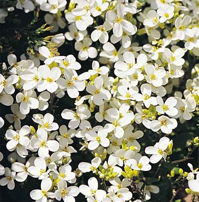 white rock cress, early blooming flowers