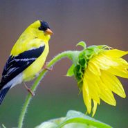 15 Common Backyard Birds You Should Know