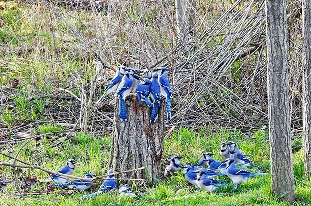 Many blue jays crowd a tree stump.