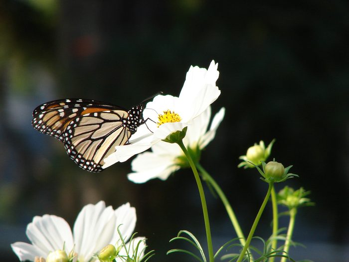 monarch on cosmos flowers