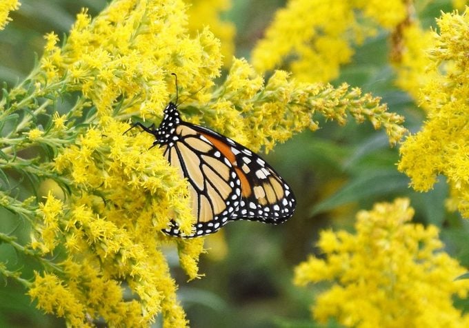 monarch on goldenrod, seed bearing plants