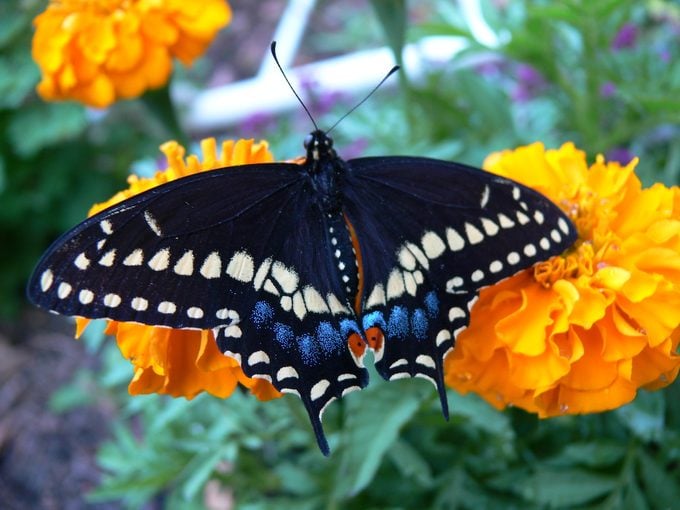 butterfly on marigolds