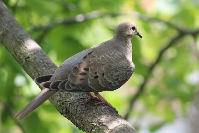 A mourning dove sits in a tree.