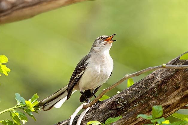 A northern mockingbird sings.