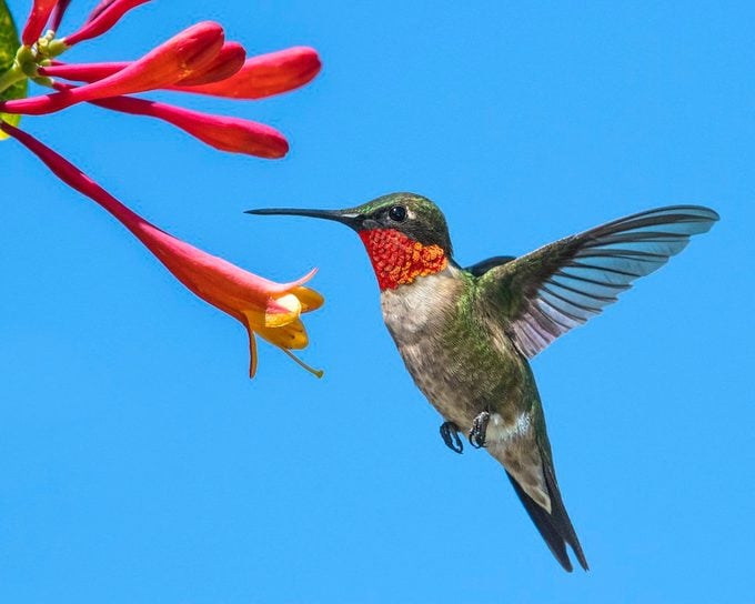 Ruby-throated hummingbird flies near red flowers