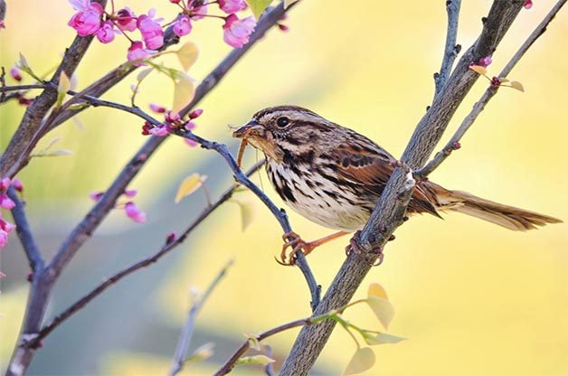 A song sparrow munches on an insect.