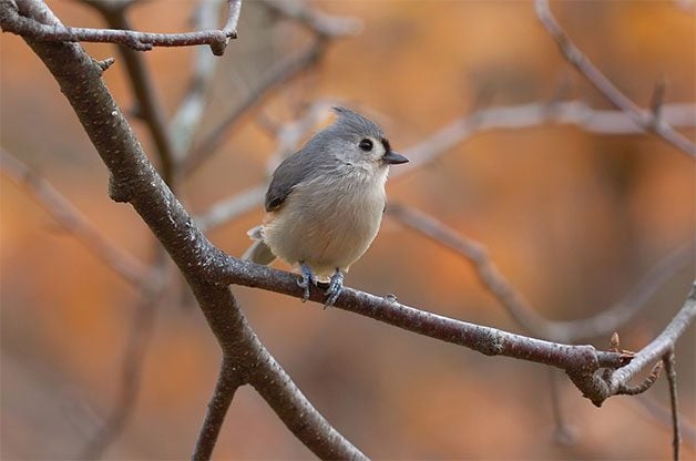 A tufted titmouse sits on a branch in fall.