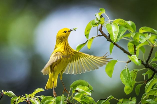 flying yellow warbler catching an insect