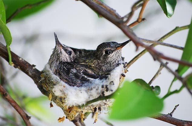 baby hummingbirds in nest