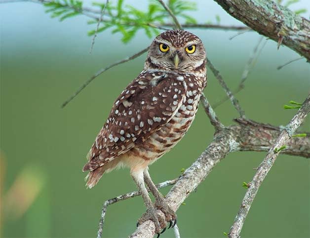 burrowing owl in tree