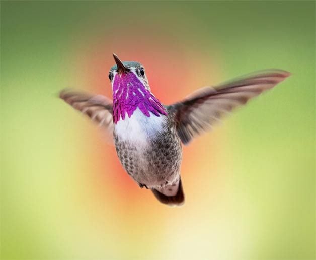 calliope hummingbird flying in spring