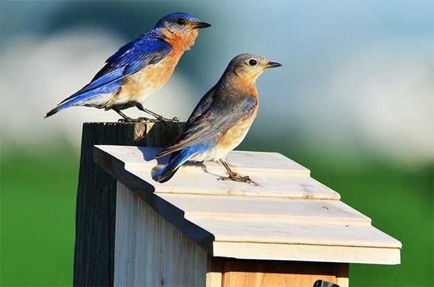 Eastern bluebirds on birdhouse roof.
