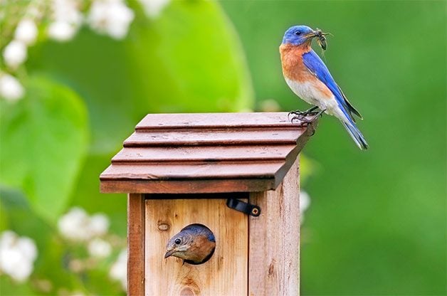 a pair of eastern bluebirds at nesting box