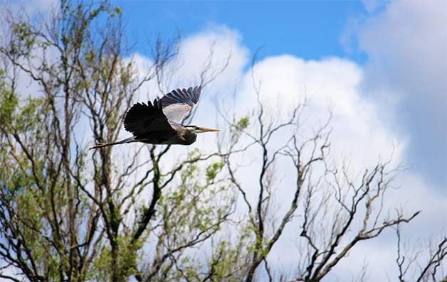 great blue heron flying in spring