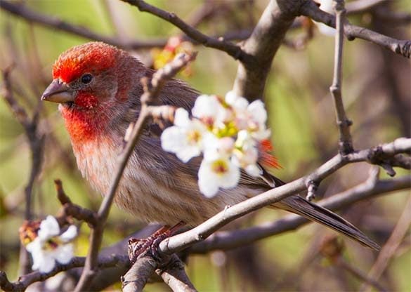 male house finch in spring blossoming tree