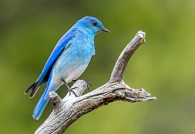 mountain bluebird on branch