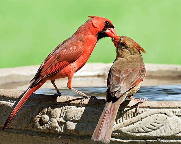 female and male northern cardinals feed each other