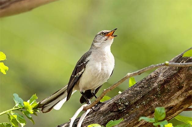 northern mockingbird bird pictures