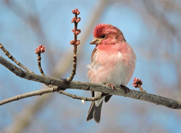 purple finch perched on maple tree branch