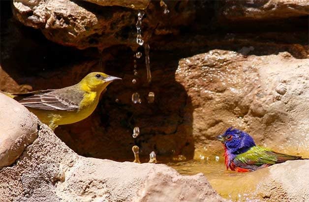female orchard oriole and male painted bunting in water