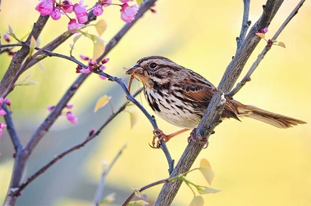 song sparrow bird pictures