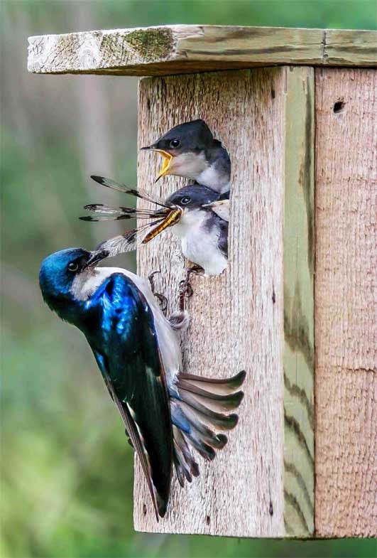 Tree swallows feeding dragonfly to young.