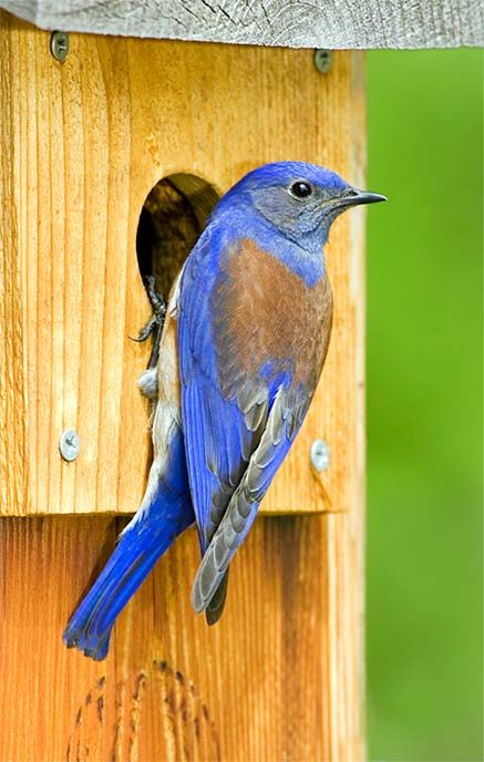 western bluebird at nesting box