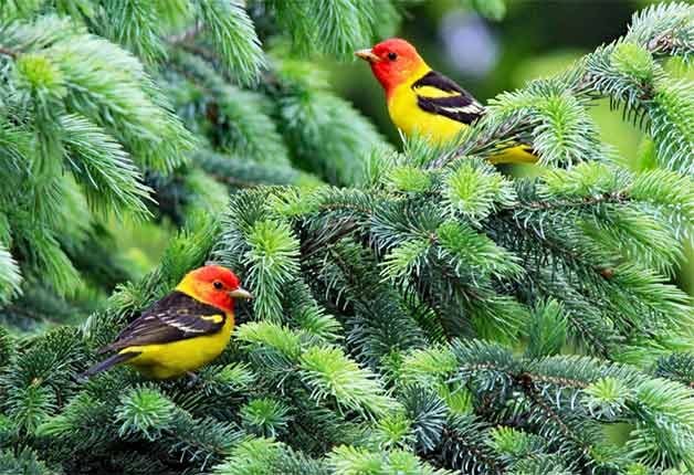 two western tanagers in pine tree