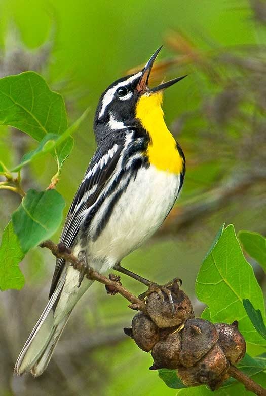 Yellow-throated warbler singing in spring