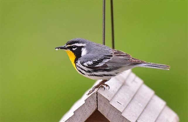 yellow-throated warbler on birdhouse