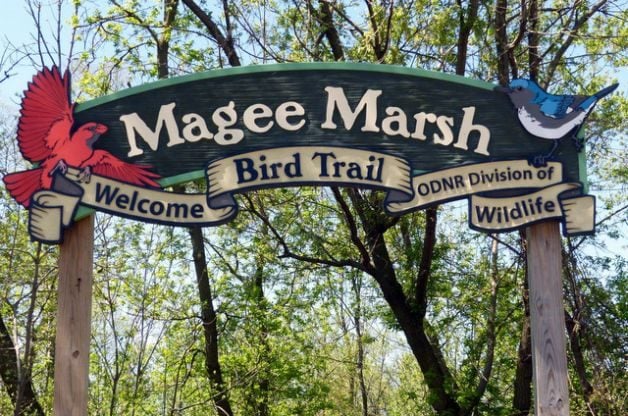 Judy Roberts Magee Marsh Migratory Birds