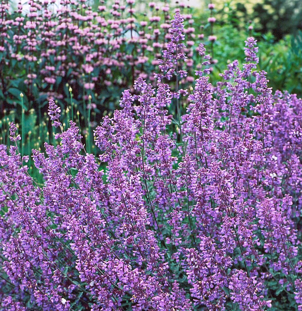 Top 15 Drought Tolerant Plants That Can Handle Dry Weather