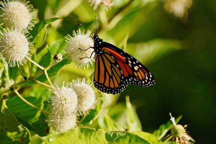 bushes that attract butterflies
