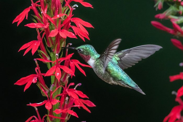 Cardinal flower and hummingbird