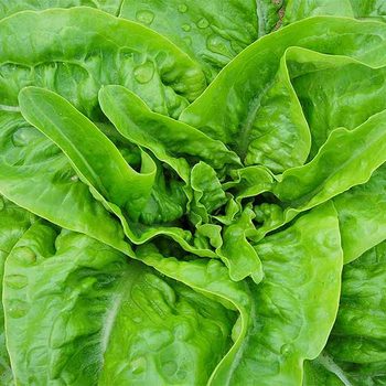 Jebousek lettuce