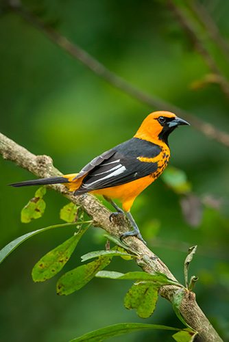 spot-breasted oriole