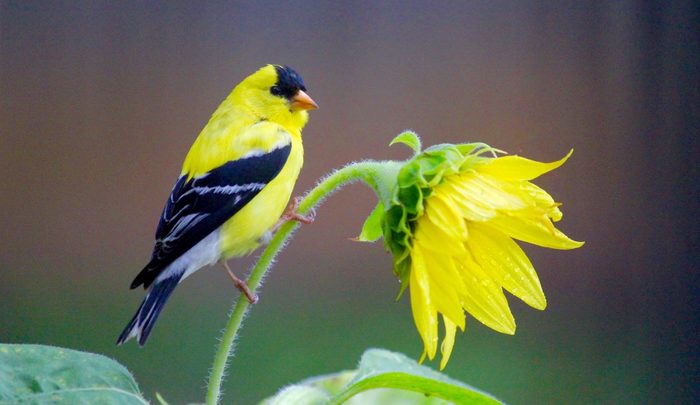 goldfinch and sunflower