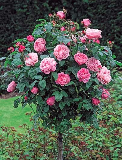 tree roses growing in a pot