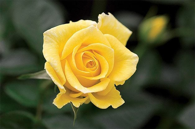 single yellow miniflora rose