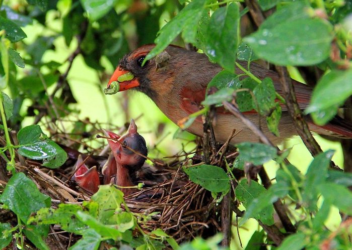 cardinal nest, what do baby cardinals eat