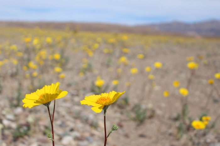 Super Bloom in Death Valley