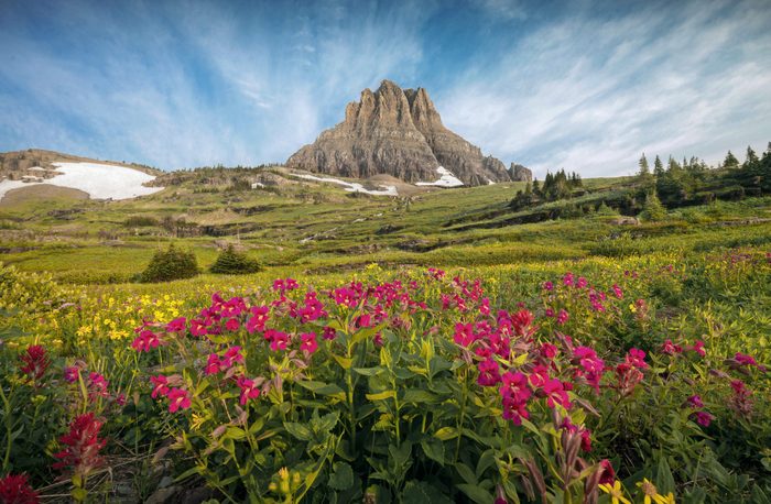 Flowers and mountain, glacier national park