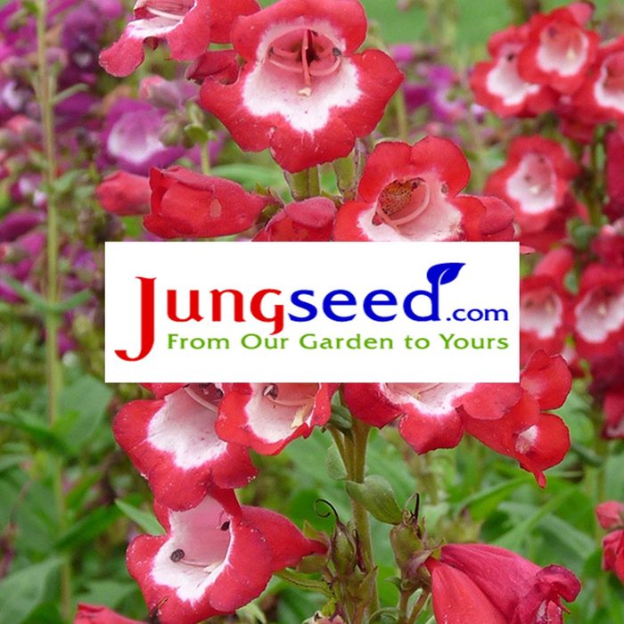 jungseed
