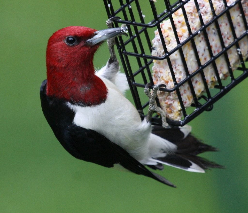 Red headed woodpecker feeds on suet