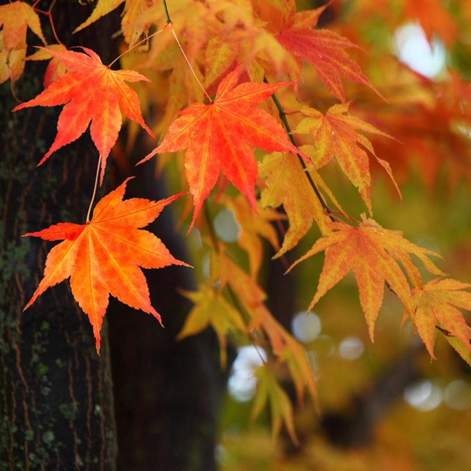shutterstock_50008510 Japanese maple tree fall foliage leaves