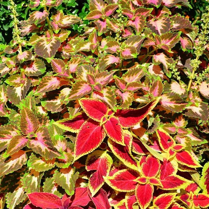 Coleus Shade Garden Plants multi colored leaf plants