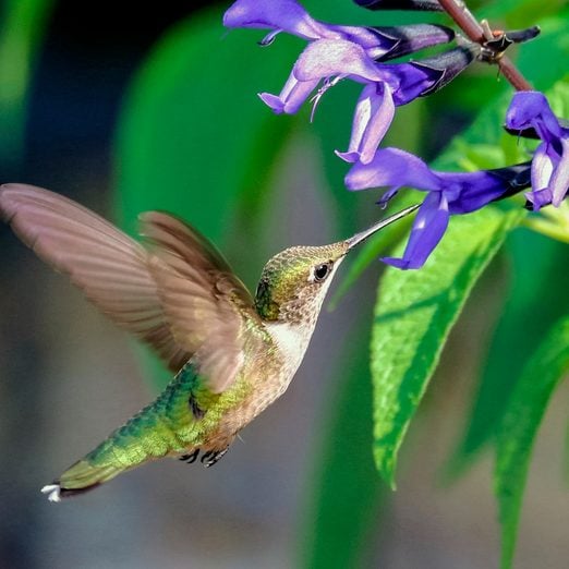 Top 10 Purple Hummingbird Flowers to Grow